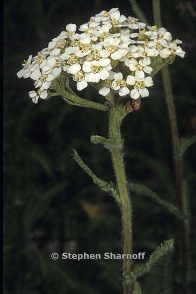 achillea millefolium 5 graphic